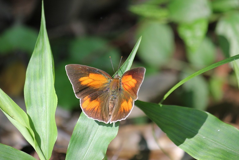 ウラギンシジミ　オス