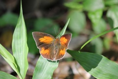 ウラギンシジミ オス ウラギンシジミ オス