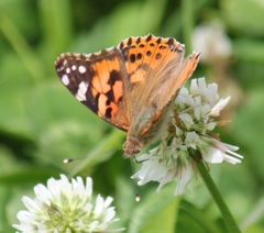 ヒメアカタテハ