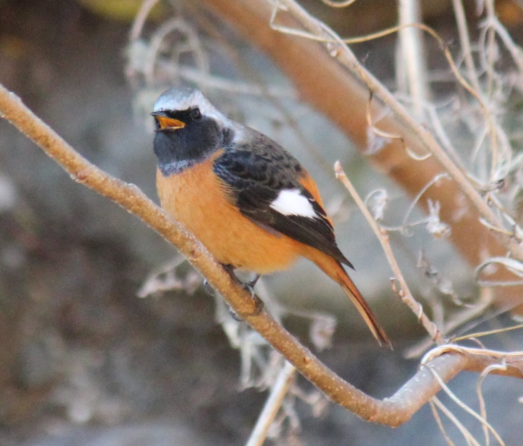 ジョウビタキ　オス