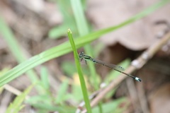 アオモンイトトンボ