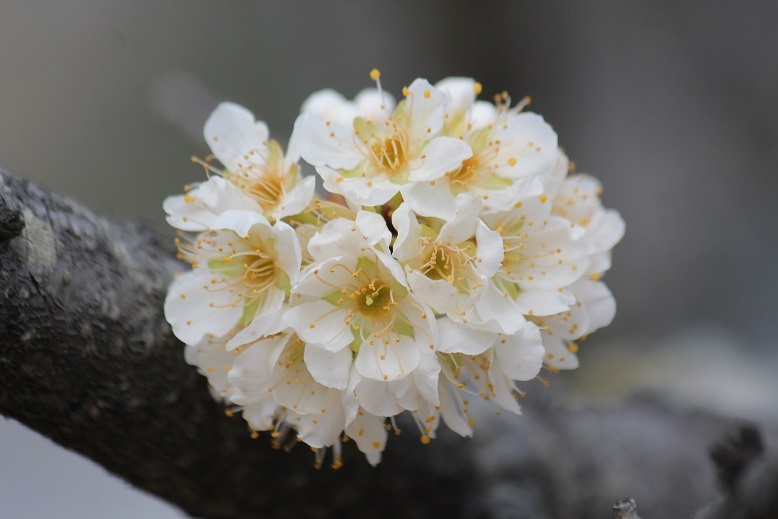 スモモの花