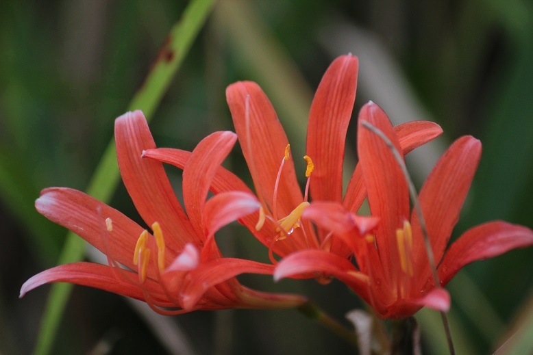 キツネノカミソリ