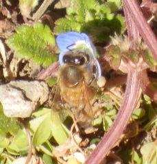 蜂