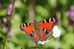 クジャクチョウ