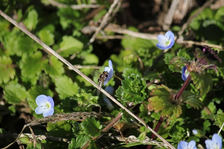 オオイヌノフグリとアブ