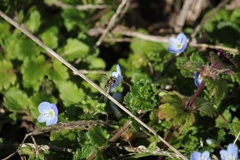 オオイヌノフグリとアブ