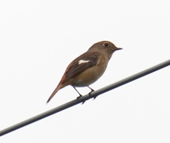 電線ジョビ子ちゃん