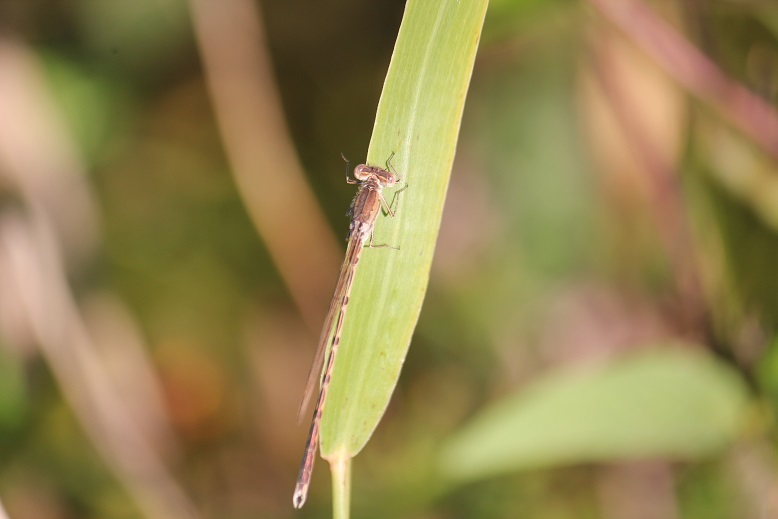 オツネントンボ