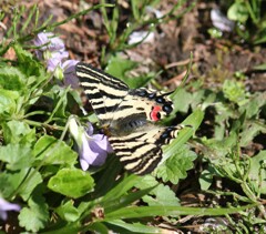 ヒメギフチョウ