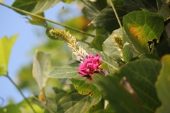 葛の花