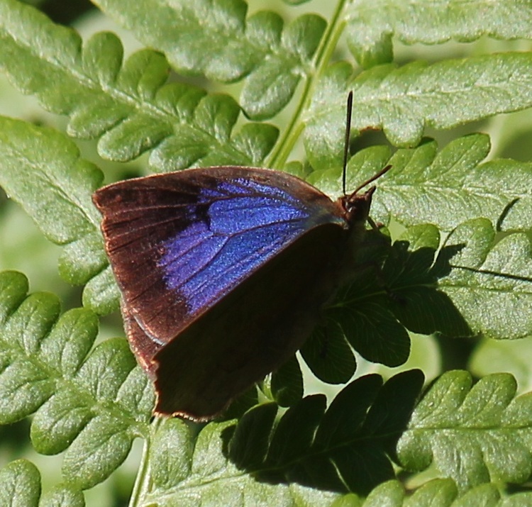 ムラサキシジミ　メス