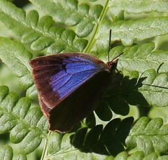 ムラサキシジミ　メス