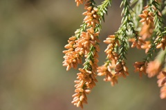 花粉症の元