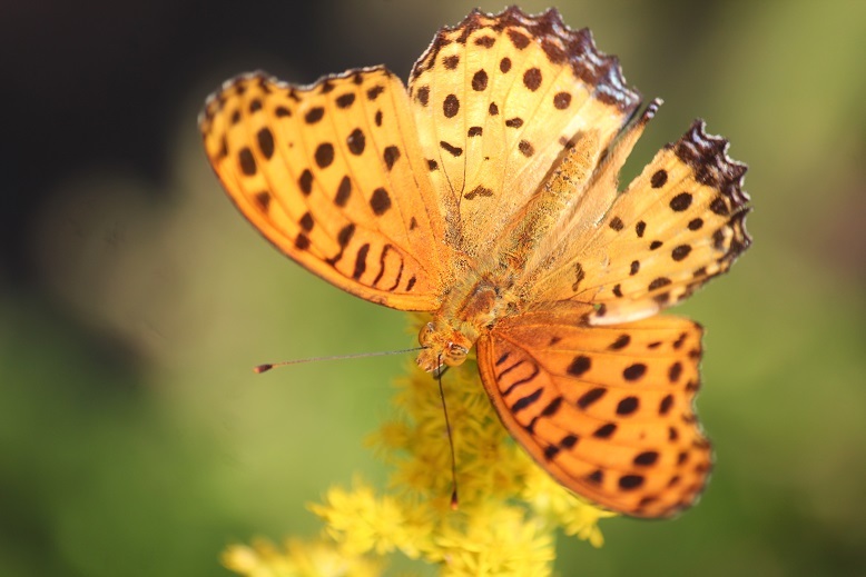 ツマグロヒョウモン