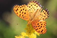 ツマグロヒョウモン