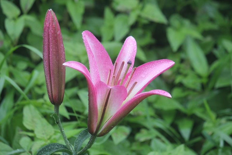 百合