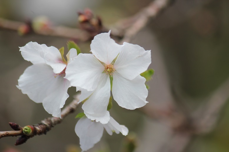 十月桜