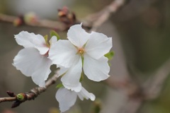 十月桜