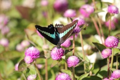 アオスジアゲハ