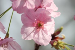 桜