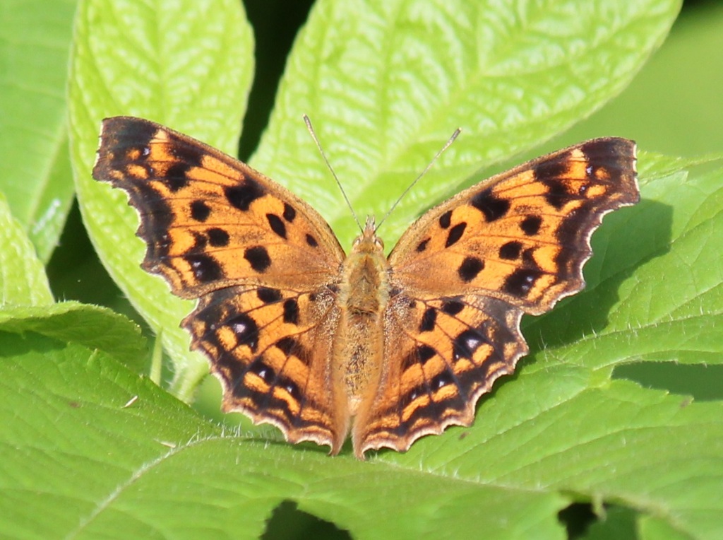 キタテハ　夏型