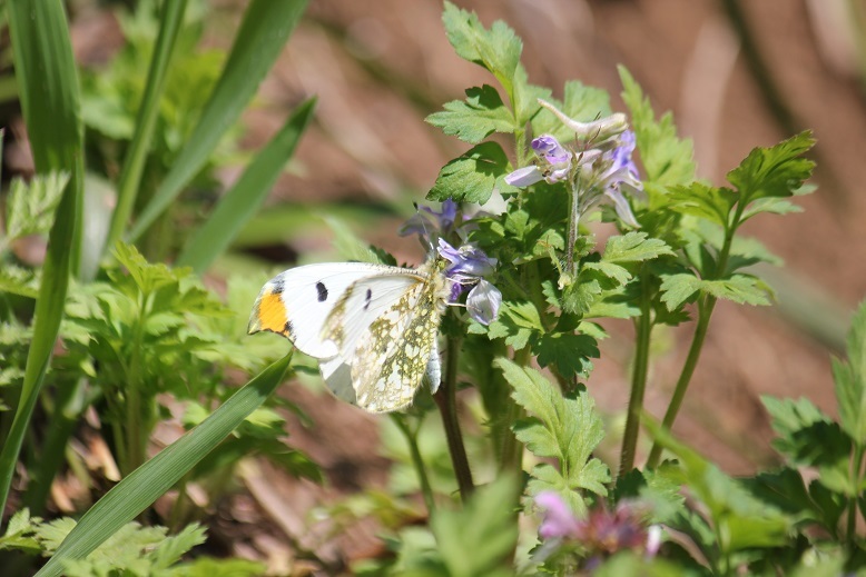 ツマキチョウ　オス