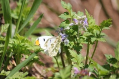 ツマキチョウ　オス