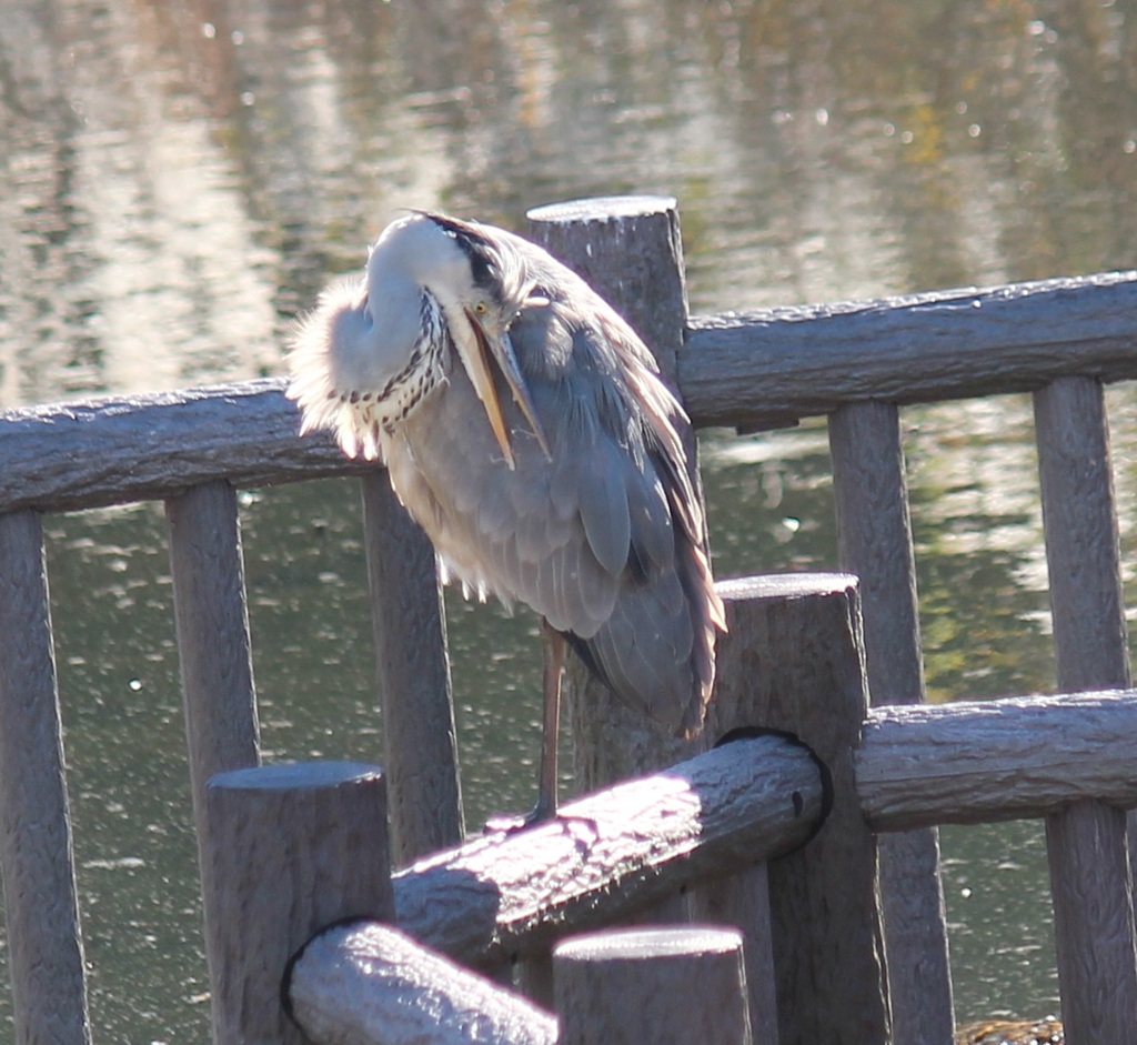 手摺りアオちゃん