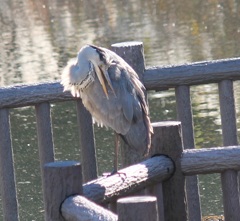 手摺りアオちゃん