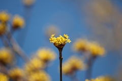 サンシュユの花