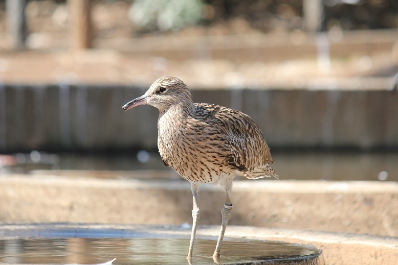 ダイシャクシギ幼鳥　多摩動物園