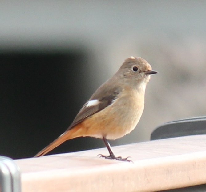 ジョビ子ちゃん