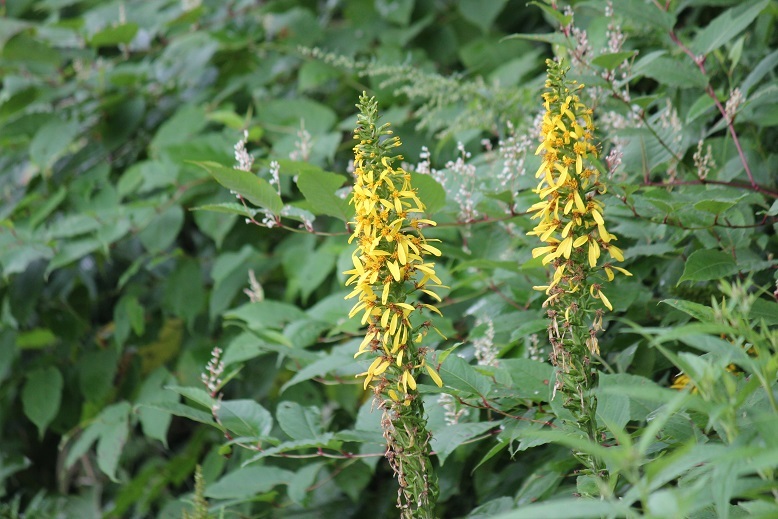 アキノキリンソウ