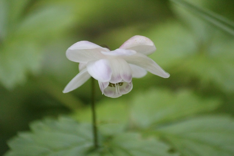 レンゲショウマ