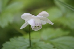 レンゲショウマ