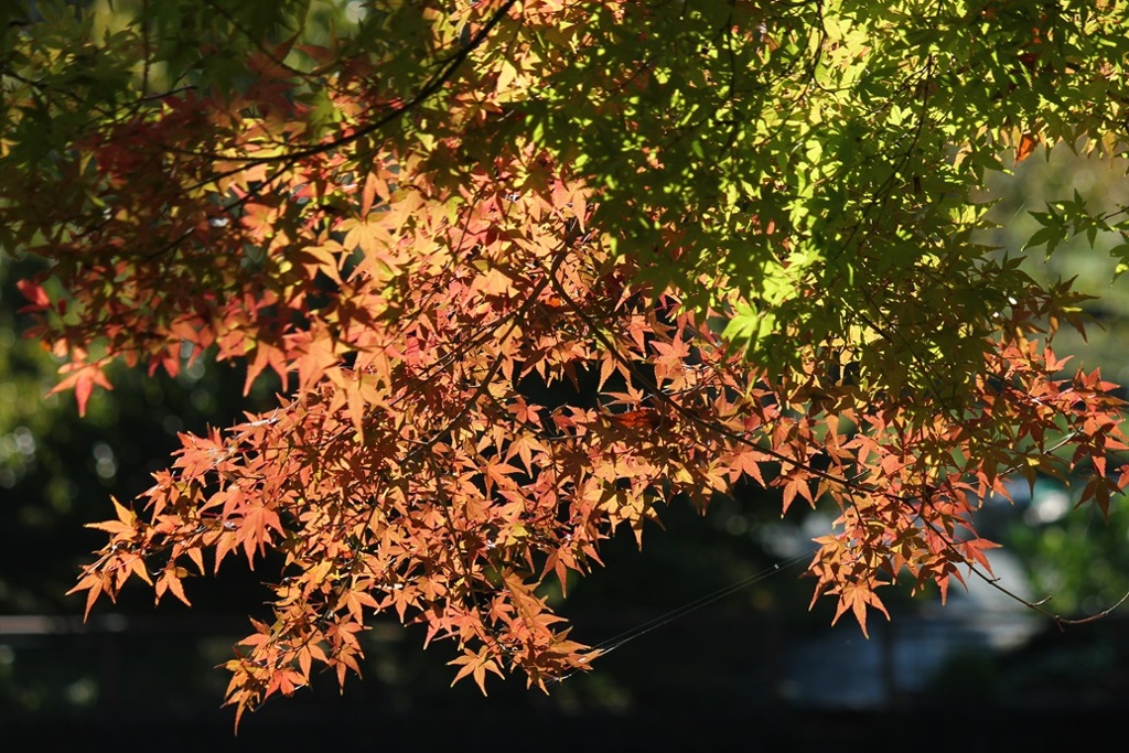 紅葉