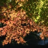 紅葉