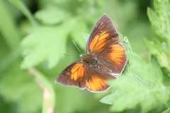 ウラギンシジミ　オス