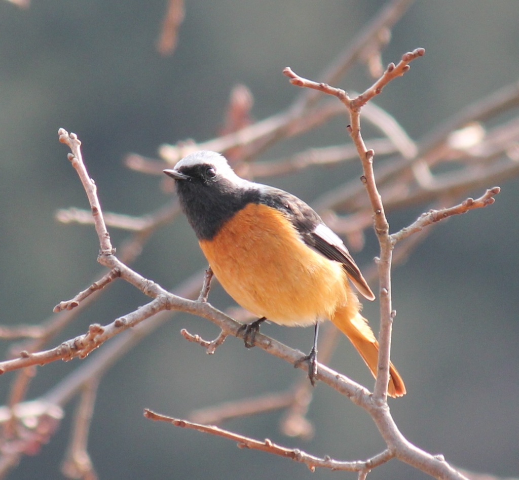 何か気になるジョビオ君