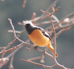 何か気になるジョビオ君