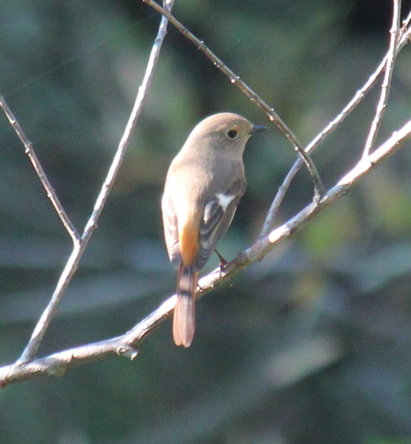 ジョビ子ちゃん