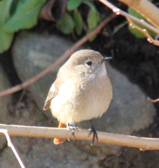 まん丸ジョビ子ちゃん