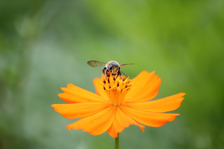 蜂