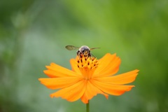 蜂