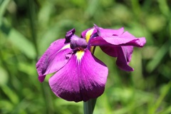 花しょうぶ