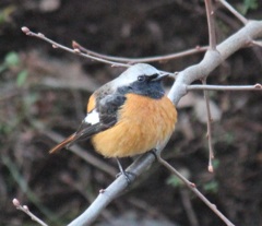 まん丸ジョビオ君