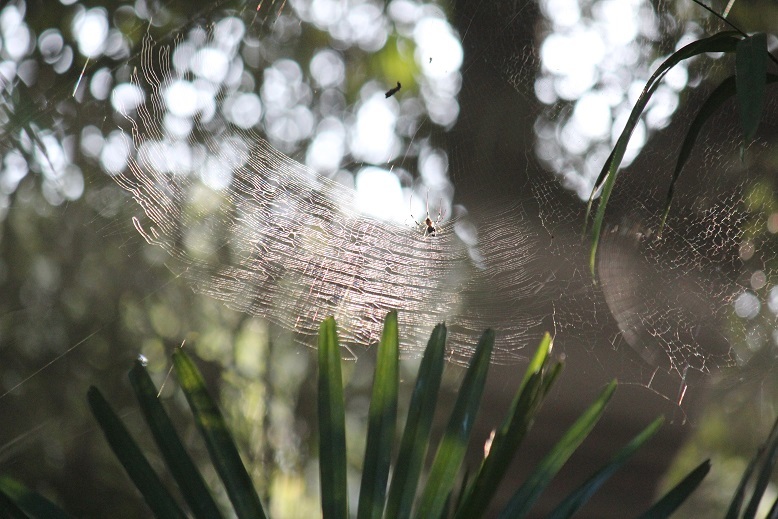 クモの巣