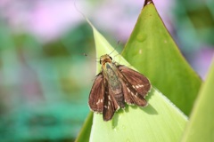 イチモンジセセリ