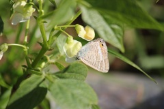 ウラナミシジミ